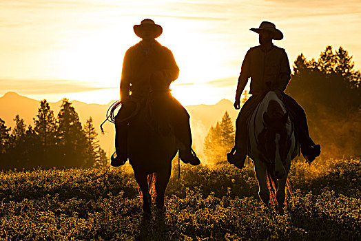 两个,牛仔,骑,骑马,草原,风景,日落