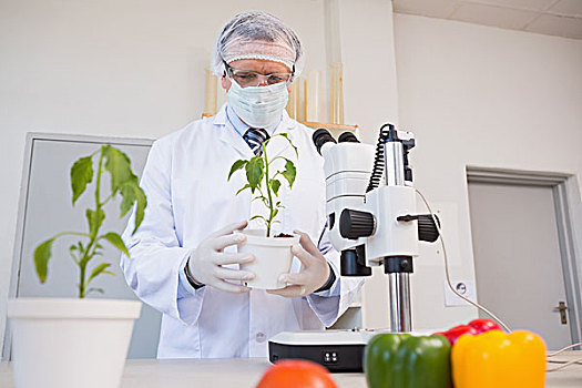 食物,科学家,看,绿色植物