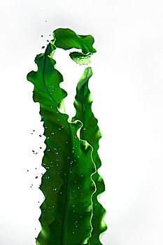 花,水