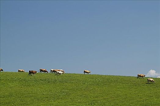 牧群,泽西种乳牛,母牛,放牧,山