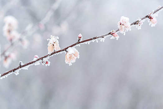 长城冰雪桃花