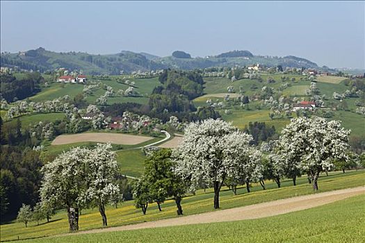花,梨树,区域,靠近,路线,下奥地利州,奥地利,欧洲