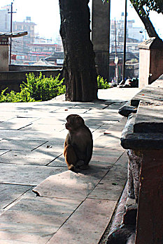 猴子猴庙尼泊尔