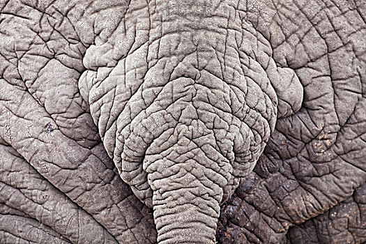 非洲象,雄性动物,尾部,林波波河,南非
