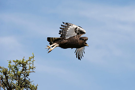 鹰,恩戈罗恩戈罗,保护区,塞伦盖蒂,坦桑尼亚