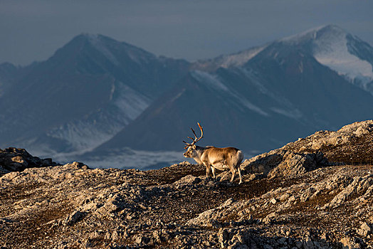 斯瓦尔巴特群岛,驯鹿,驯鹿属,正面,山景,斯匹次卑尔根岛,挪威,欧洲