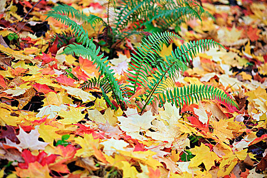 俄勒冈,美国,蕨类,室外,地面,围绕,秋天,彩色,叶子