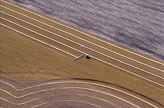小麦,萨斯喀彻温,加拿大