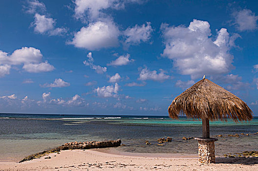 葵叶伞,海滩,阿鲁巴,小安的列斯群岛,加勒比