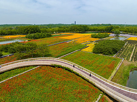 江苏省宿迁市,衲田花海,迎客来