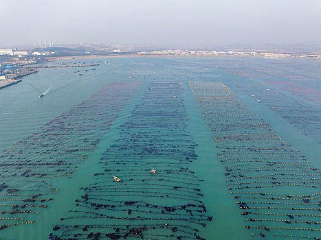 威海荣成青鱼滩的海水养殖场