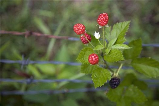 黑莓,枝条,靠近,乡村,栅栏