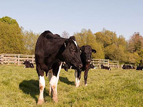 两个,母牛,晴天,站立,凝视