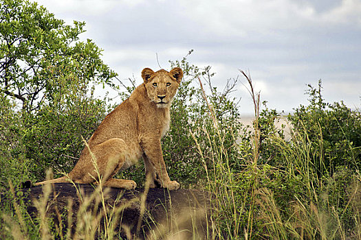 狮子,坐,石头,树林,山谷,国家公园,乌干达