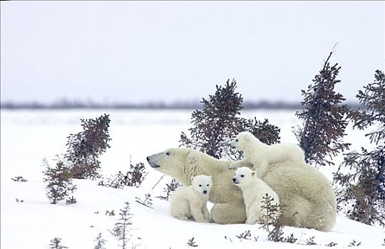 北极熊,三个,老,幼兽,母兽,白云杉,脆弱,瓦普斯克国家公园,曼尼托巴,加拿大