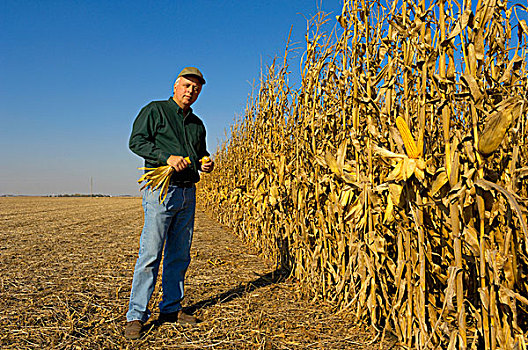 农业,农民,站立,靠近,成熟,谷物,玉米,作物,检查,丰收,就绪,玉米棒,爱荷华,美国