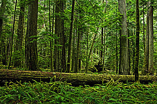 成熟林,树,温带雨林,温哥华岛,不列颠哥伦比亚省,加拿大