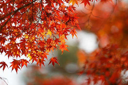 红色枫叶背景,日本京都枫叶景观