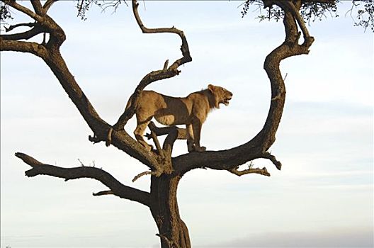 雌狮,树上,狮子,马赛马拉,肯尼亚,非洲