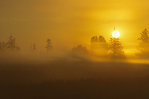剪影,树,日落,山谷,不列颠哥伦比亚省,加拿大