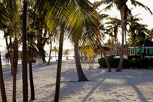 棕榈树,海滩,开曼群岛