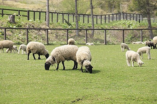 绵羊,农场