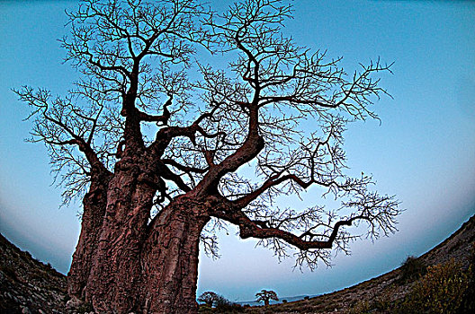 仰视,猴面包树,国家公园,坦桑尼亚