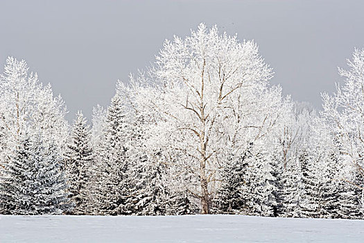 卡尔加里,艾伯塔省,加拿大,霜,树,冬天