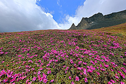 长白山高山花卉