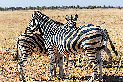 山,斑马,马,埃托沙国家公园,纳米比亚