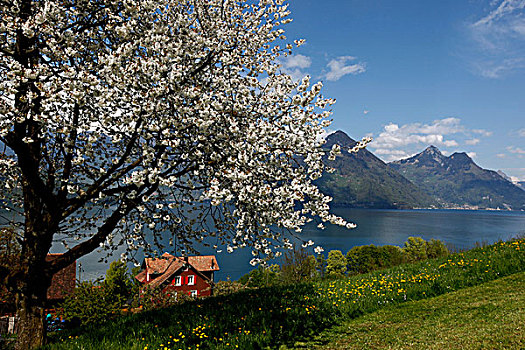 苹果花,季节,琉森湖,瑞士