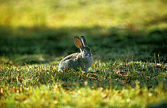 兔子,棉尾兔