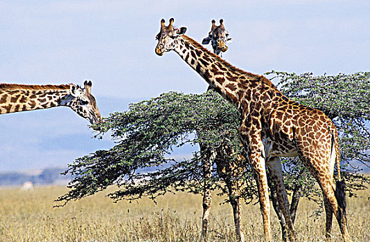 马赛长颈鹿,靠近,刺槐,肯尼亚