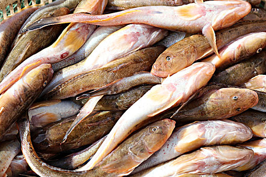 海产品,鲜,鱼,虾,贝壳,干海虾鱼