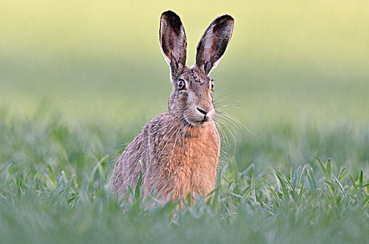 欧洲野兔,坐,麦田,萨克森安哈尔特,德国,欧洲