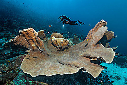 塔,珊瑚,潜水,背影,大堡礁,联合国教科文组织,世界自然遗产,场所,太平洋,昆士兰,澳大利亚,大洋洲