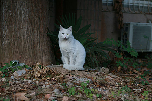 猫,野猫