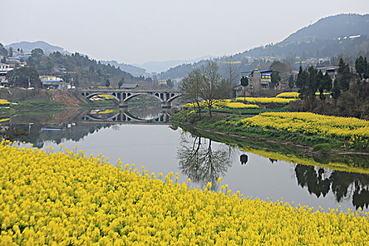 油菜花田