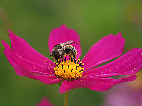 花,蜜蜂