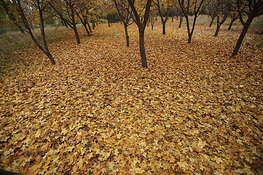 秋天的黄页落叶枫叶