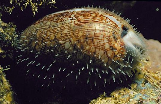 蜗牛,海洋动物,特鲁克泻湖,密克罗尼西亚,水下,澳大利亚