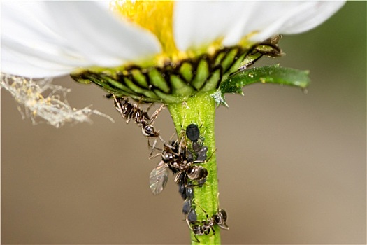 花,虱子,蚂蚁