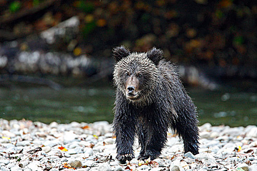 大灰熊,幼兽,大熊雨林,不列颠哥伦比亚省,加拿大
