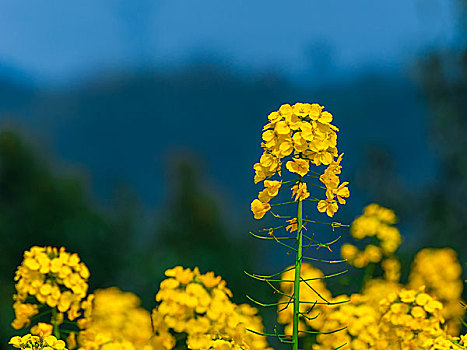 油菜花