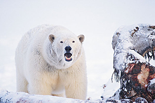 北极熊,腐食,弓头鲸,北极国家野生动物保护区,阿拉斯加