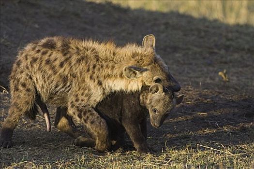斑鬣狗,老,幼小,玩,星期,幼兽,展示,支配,马赛马拉,肯尼亚