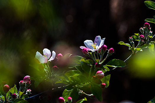 苹果花开