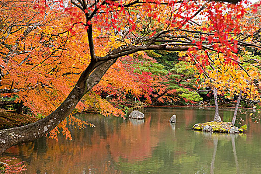 日式庭园,庙宇,金阁寺,京都,日本