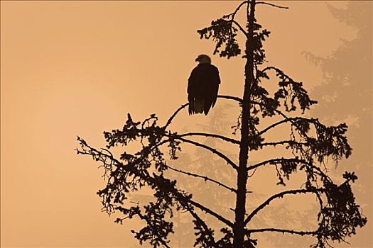 剪影,白头鹰,栖息,日落,薄雾,通加斯国家森林,东南阿拉斯加