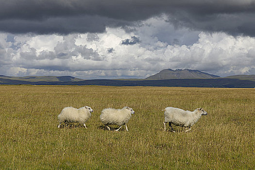 三个,绵羊,跑,南,冰岛